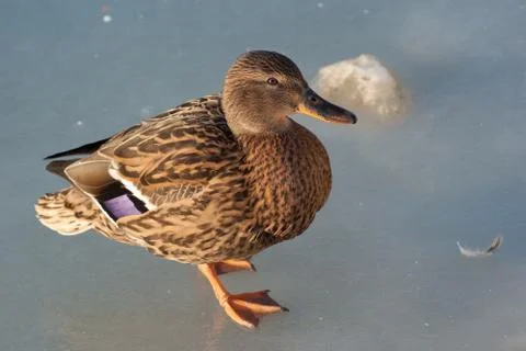 Wild duck Stock Photos