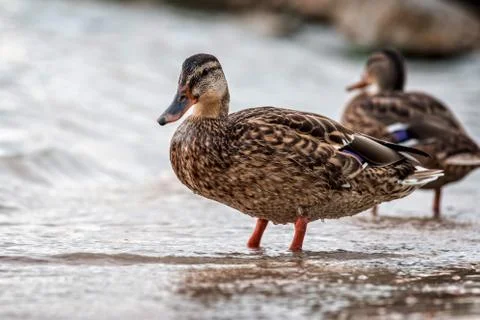 Wild duck Stock Photos