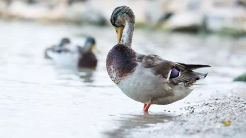 Wild duck Foto stock