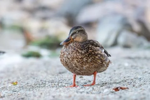 Wild duck Foto stock