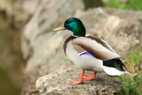 Wild Duck Photos