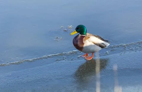 Wild duck Stock Photos