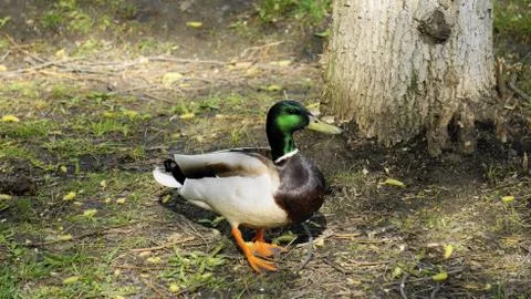 Wild Duck Stock Photos