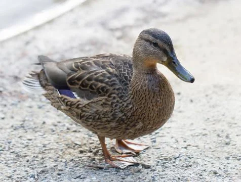 Wild duck Stock Photos