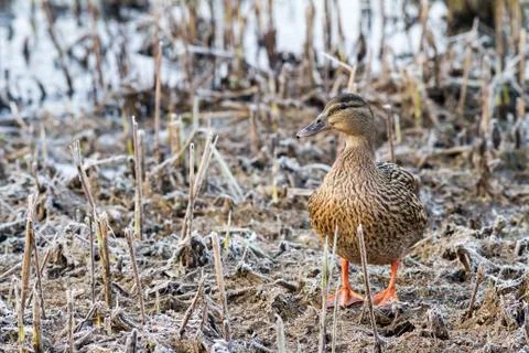 The Wild duck Stock Photos