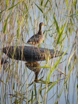 Wild duck Stock Photos