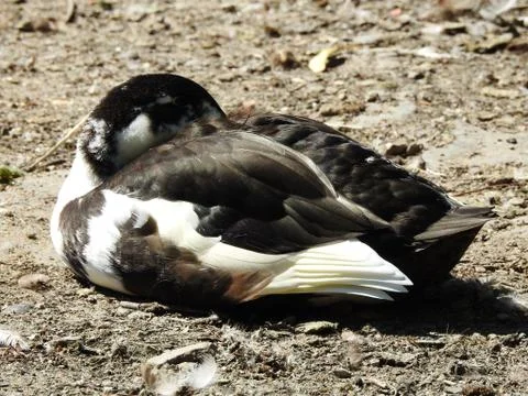 Wild Duck Stock Photos