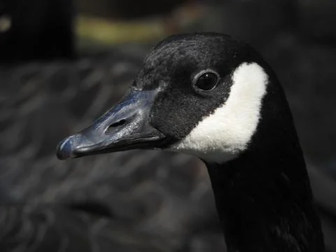 Wild Duck Stock Photos