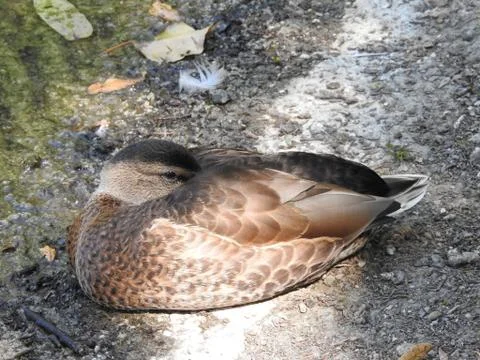 Wild Duck Stock Photos