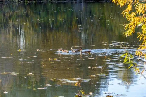 Wild Duck Stock Photos