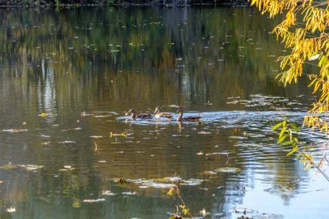 Wild Duck Stock Photos