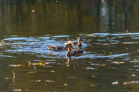 Wild Duck Stock Photos