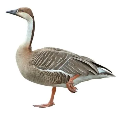 Wild duck Stock Photos