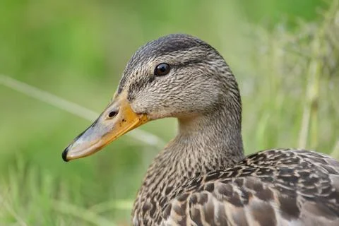 Wild duck Stock Photos