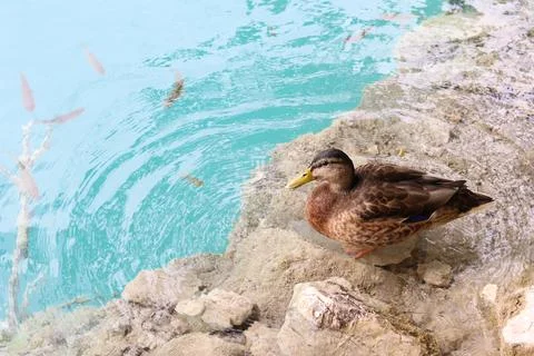 Wild duck Stock Photos