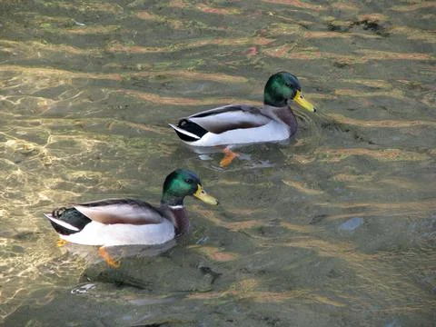 Wild Duck Stock Photos