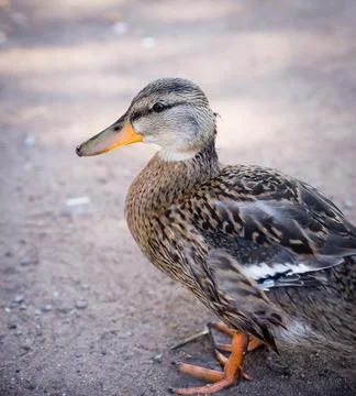 Wild duck Stock Photos