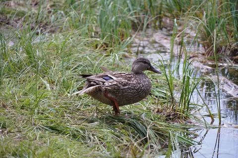 Wild duck Stock Photos