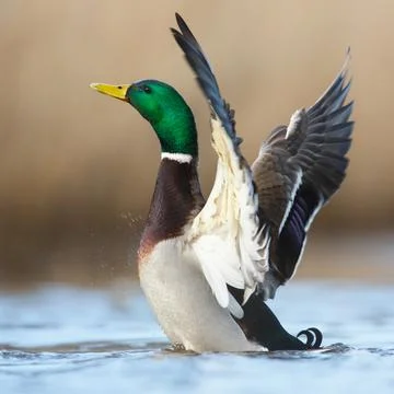 A wild duck Foto stock