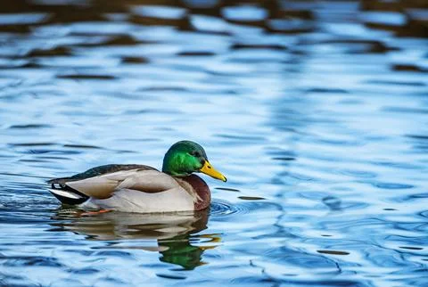 Wild duck Stock Photos