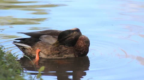 Wild Duck in the Pond Stock Footage 67612139