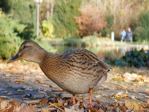 Wild duck posing in front of camera Stock Footage 82067502