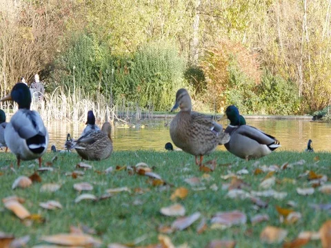 Wild duck posing in front of camera 動画素材 82068629