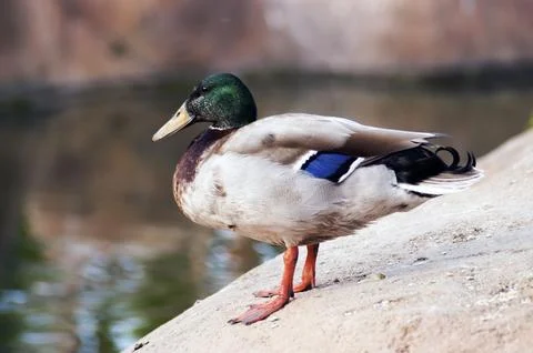 Wild duck posing by the lake Foto stock