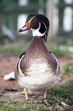 Wild duck posing by the lake Foto stock
