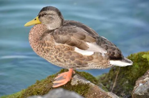 Wild duck posing on the rock Stock Photos