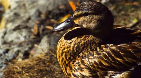 Wild Duck Preening It's Self Stock Footage 51684834