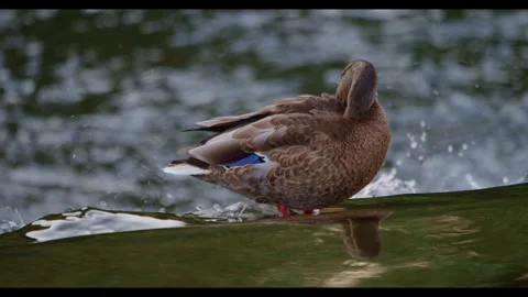 A wild duck preens its feathers 스톡 동영상 314713738