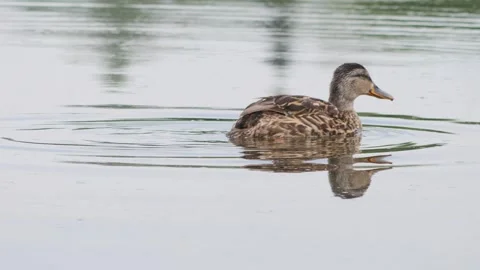 Wild duck quacking and floating on a calm pond surface in summertime. Stock Footage 340245657