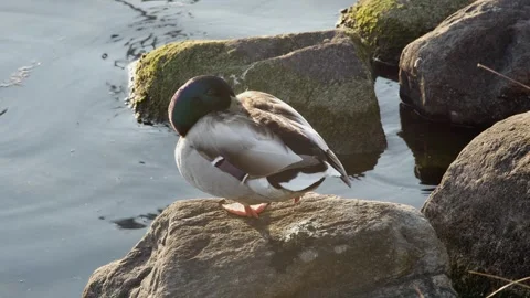 Wild duck resting on a large stone, side view 動画素材 255018417
