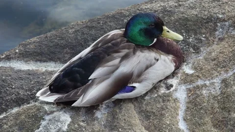 Wild duck resting on a large stone, top view Vídeos de archivo 255018494