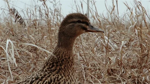 Wild duck rests in dry grass in autumn, migration season, leave nest, fly south Stock Footage 128644973