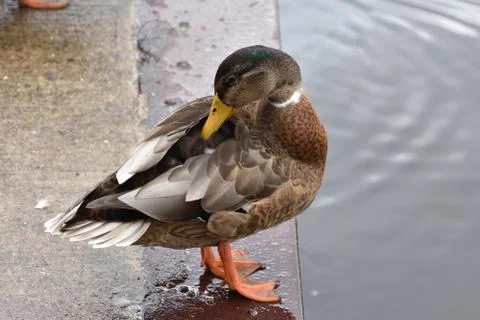 Wild duck on the river bank in summer Stock Photos
