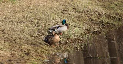 Wild duck by the river Stockfoto's