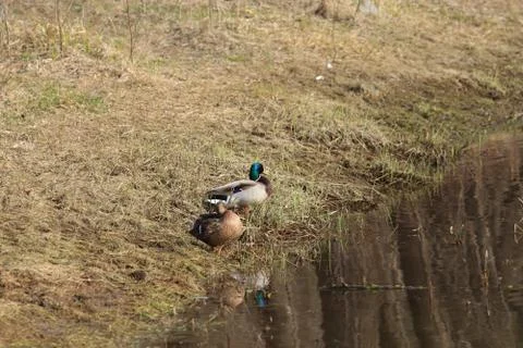 Wild duck by the river Stockfoto's