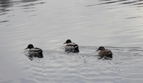 Wild duck in a row Stock Photos