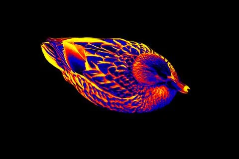 Wild duck in scientific high-tech thermal imager Stock Illustration