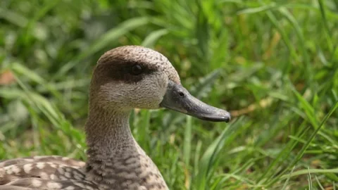 Wild duck shaking head Video stock 345490496