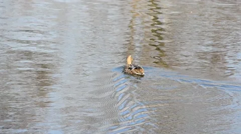Wild duck simming in pond and quacking loudly Stock Footage 49001668