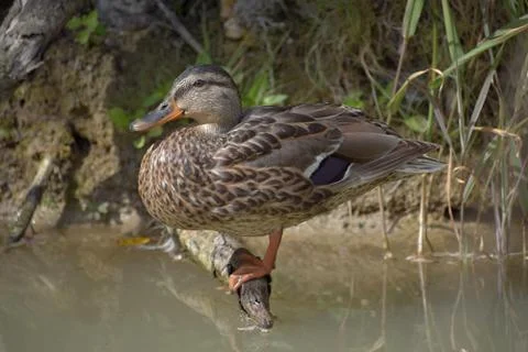 The wild duck sits on the root of the tree on the pond. Stock Photos