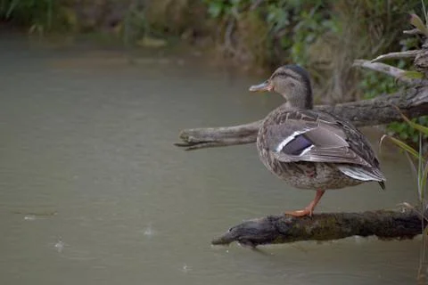 The wild duck sits on the root of the tree on the pond. Stock Photos