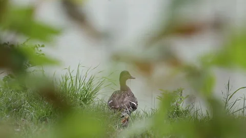 Wild duck sits in tall grass on shore of a lake.Shooting a duck through foliage Stock-Footage 200510157