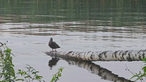Wild duck sitting on fallen birch trunk in water and preening its feathers Stock-Footage 333266734