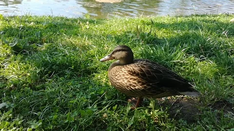 Wild duck sitting in grass Stock Footage 113057793