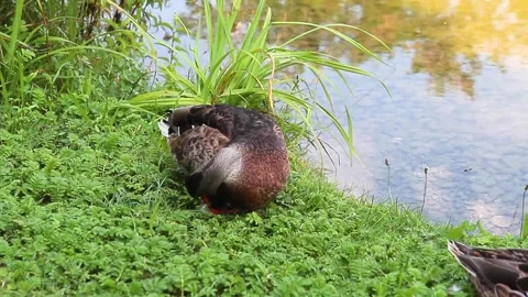 A wild duck sitting in green grass near lake and cleaning its feathers Stock Footage 313617544