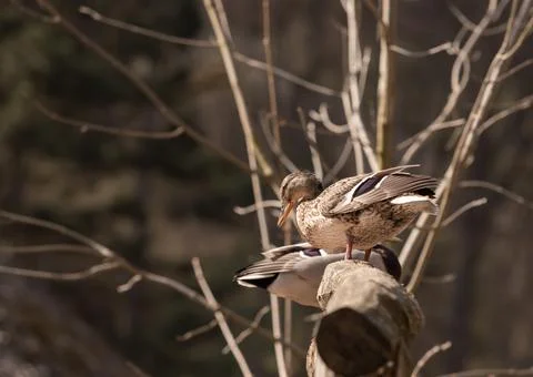 Wild duck sitting on a tree trunk. Foto stock